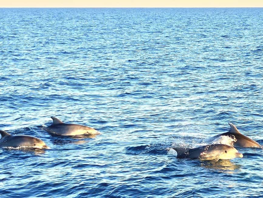 Pula: Brijuni National Park Dolphin Watching Tour w/Dinner - Dolphin watching: what to expect when sightings are slow