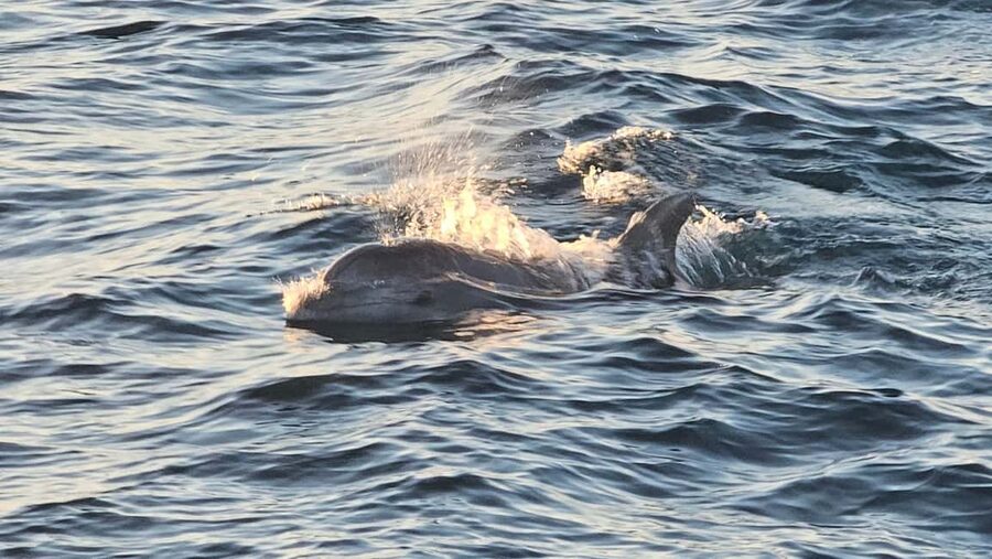 Pula: Brijuni National Park Dolphin Watching Tour w/Dinner - The Istrian dinner on board, and what “included” really means