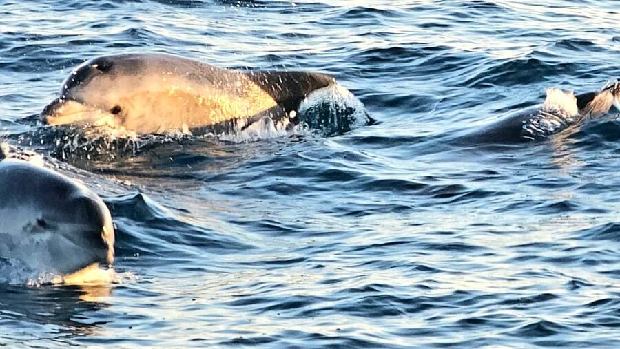 Pula: Brijuni National Park Dolphin Watching Tour w/Dinner - Value and price: is $62 a fair deal here?