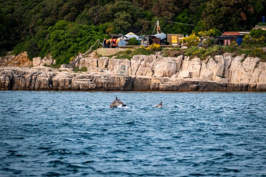 Pula: Brijuni National Park Sunset, Dolphins & Dinner Cruise - Key highlights worth your attention