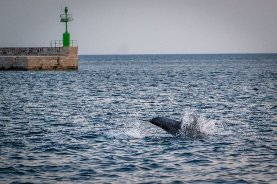 Pula: Brijuni National Park Sunset, Dolphins & Dinner Cruise - Brijuni National Park and why dolphins show up here