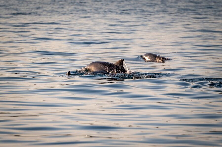 Pula: Brijuni National Park Sunset, Dolphins & Dinner Cruise - Dinner onboard with mackerel, chicken, or vegetarian, plus unlimited drinks