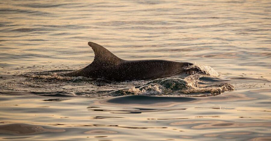 Pula: Brijuni National Park Sunset, Dolphins & Dinner Cruise - Is it worth $64, and who should go