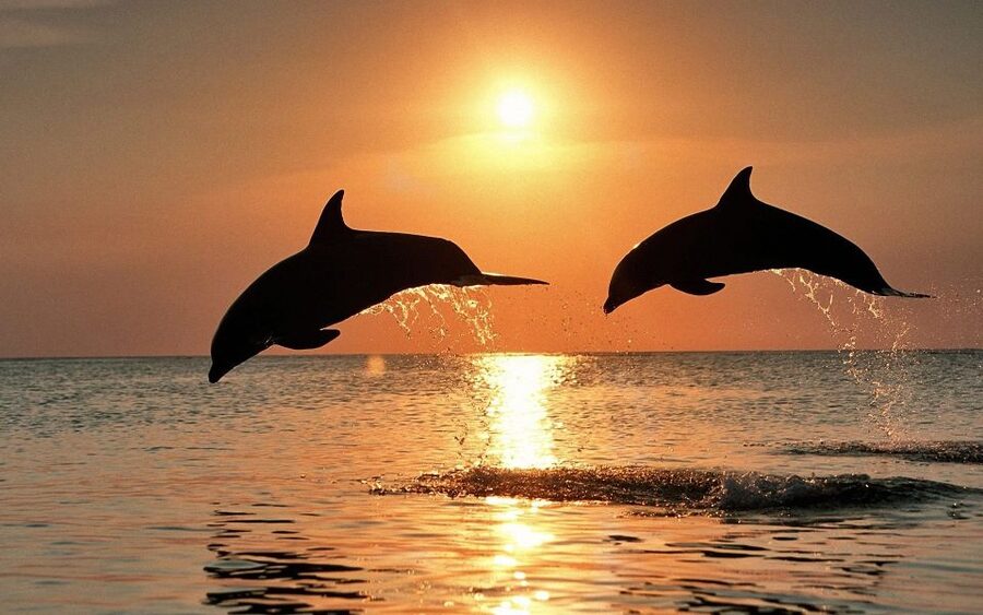 Pula: Brijuni Sunset Dolphin Cruise with Dinner & Drinks - Why this Brijuni sunset cruise fits Istria nights