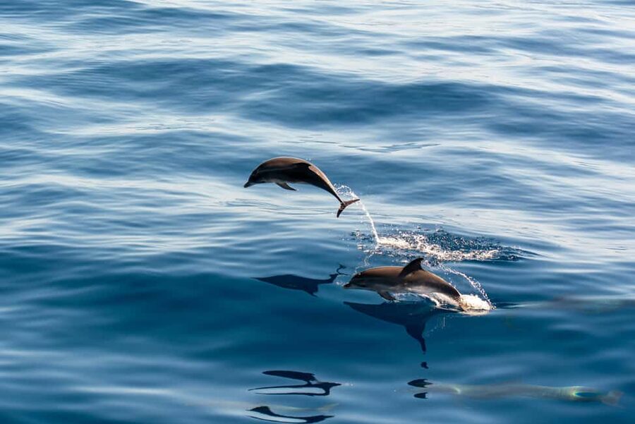 Pula: Brijuni Sunset Dolphin Cruise with Dinner & Drinks - Your ride: what the boat is like at dusk