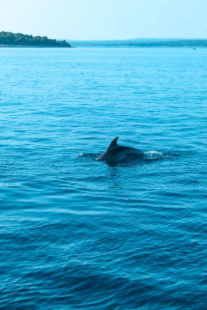 Pula: Brijuni Sunset Dolphin Cruise with Dinner & Drinks - Getting to the boat in Pula, and what to look for