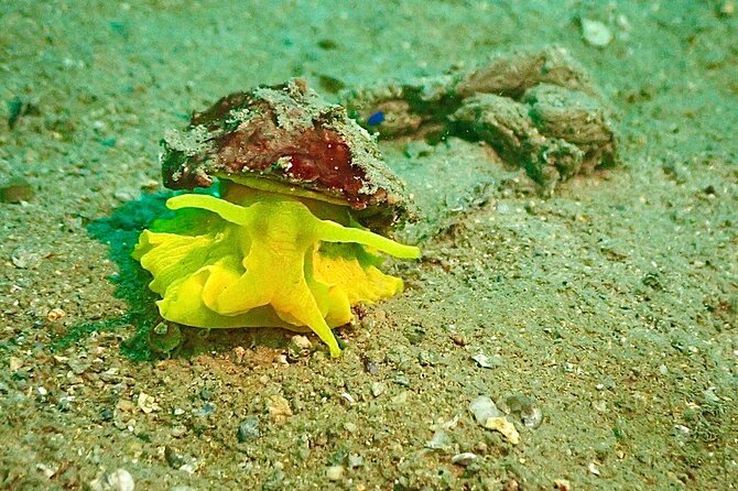 Pula Discover Scuba Diving Package - Certification credit for up to 12 months: turning a try into training