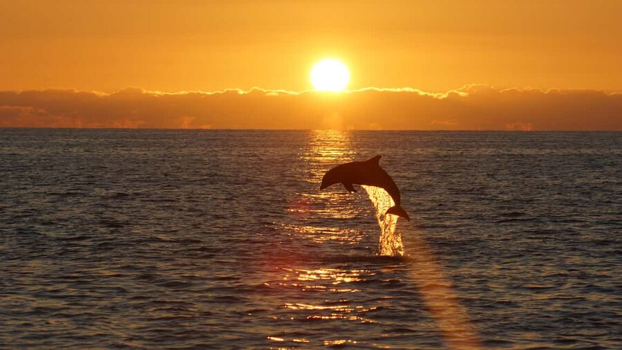 Pula: Dolphin Sunset Cruise to Brijuni with Dinner & Drinks - Meeting the Ananda by Pula Arena (and why timing matters)