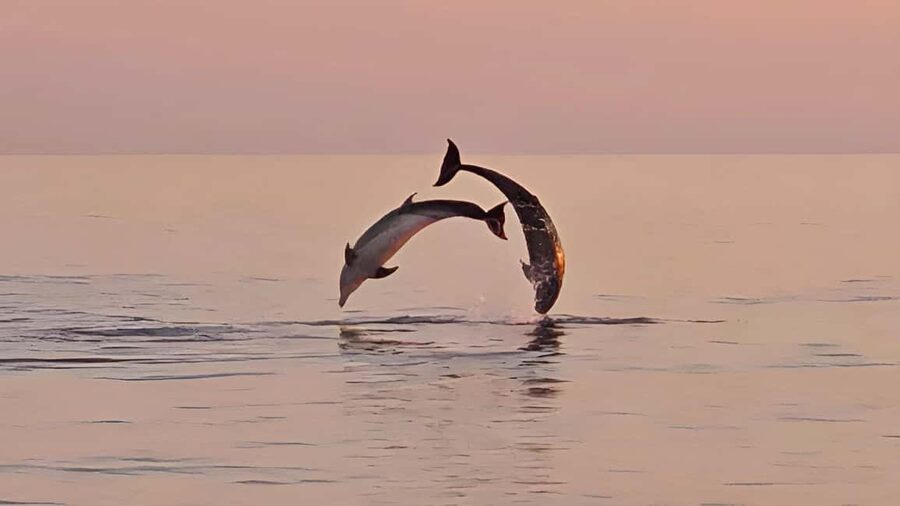 Pula: Dolphin Sunset Cruise to Brijuni with Dinner & Drinks - Sailing past Pula landmarks before you chase the dolphins