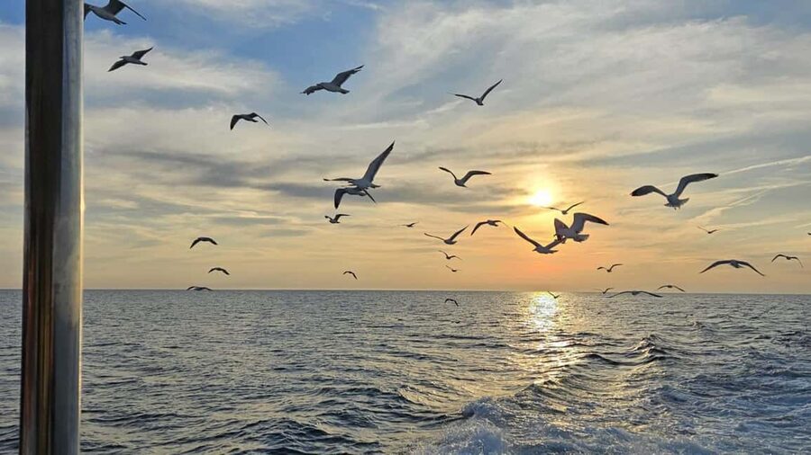 Pula: Dolphin Sunset Cruise to Brijuni with Dinner & Drinks - Comfort and small extras that make a difference