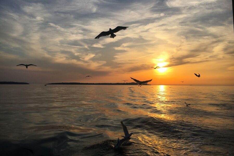 Pula: Dolphin Watching Sunset Cruise with Dinner & Drinks - FAQ