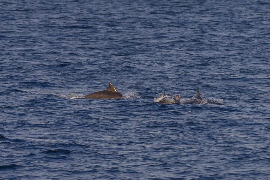 Pula: Dolphin Watching Sunset Cruise with Dinner & Drinks - Brijuni Archipelago Dolphin Watching, and What Actually Happens Out There