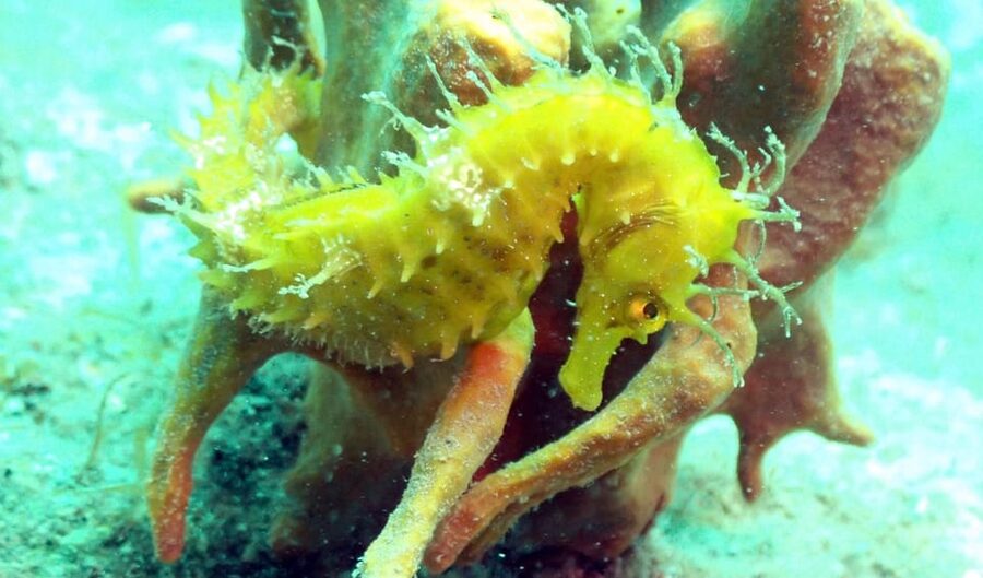 Pula: Introduction to Scuba Diving - Price and value: what $100 really buys in Pula