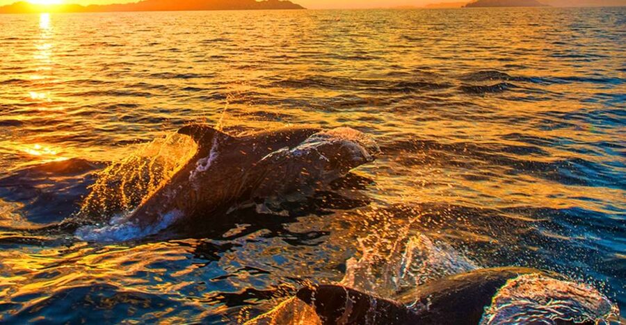 Pula: National Park Brijuni Dolphin Cruise with Dinner - Key highlights to know before you book