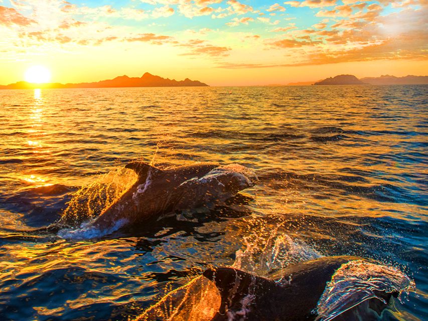 Pula: National Park Brijuni Dolphin Cruise with Dinner - Where You Sail: Pula to Fažana and Dolphin-Spotting on the Adriatic