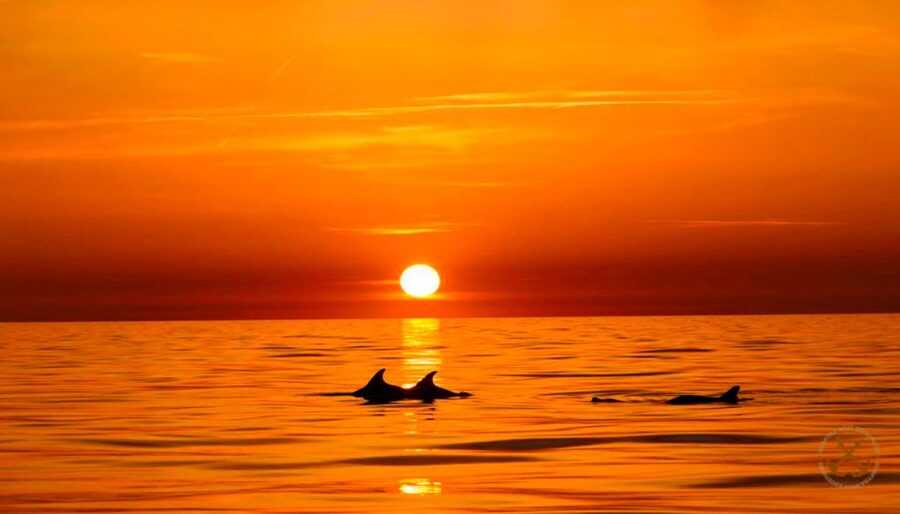 Pula: National Park Brijuni Dolphin Cruise with Dinner - Getting Aboard: When to Arrive and How the Trip Is Set Up