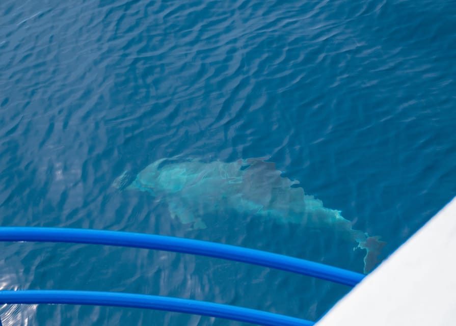 Pula: Private Dolphins & Sunset Tour With Dinner & Drinks - Price and value: what $671 per group really buys