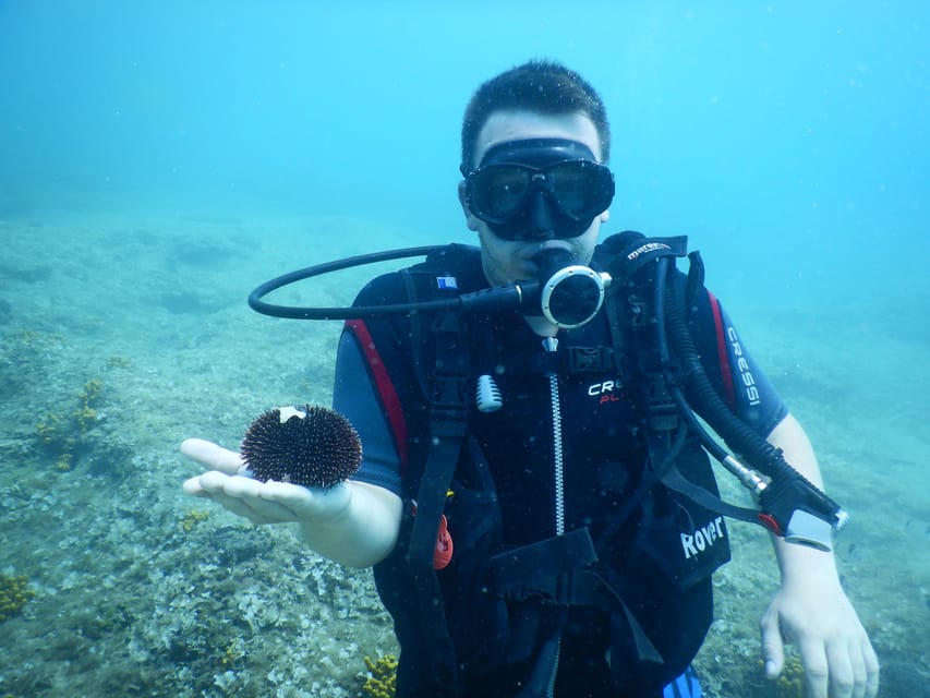 Pula: Private Introduction to Scuba Diving - Sea Life Spotting: What to Look For in the Pula Area