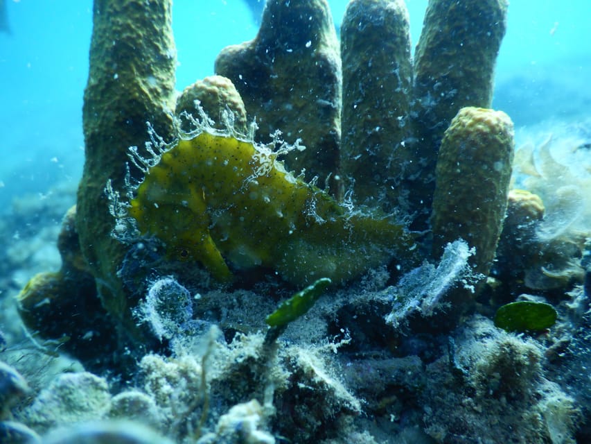 Pula: Private Introduction to Scuba Diving - Instructor Languages: Pick the One That Makes You Breathe Easier