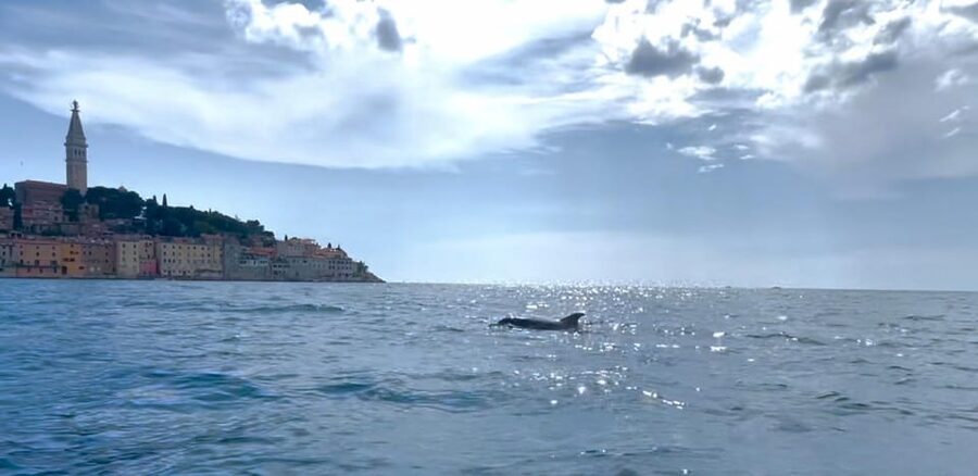 Rovinj: BUBA SUNSET KAYAK, snorkeling&driknks incuded - Why Rovinj sunsets feel special from a kayak