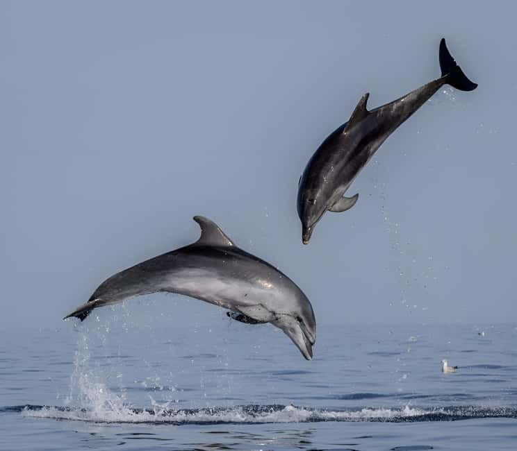 Rovinj: Dolphin Watching Sunset Speedboat Tour with Drinks - How the 1.5-Hour Sunset Loop Works in Rovinj