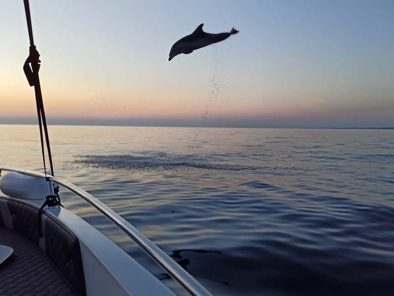 Rovinj: Dolphin Watching Sunset Speedboat Tour with Drinks - Where You Meet the Skipper (And How to Avoid the Usual Confusion)