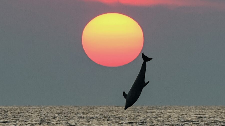 Rovinj: Family Friendly Dolphin Watching Tour - Key highlights to know before you go