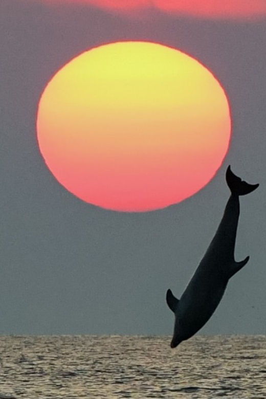 Rovinj: Family Friendly Dolphin Watching Tour - Why Rovinj is such a smart place for dolphin watching