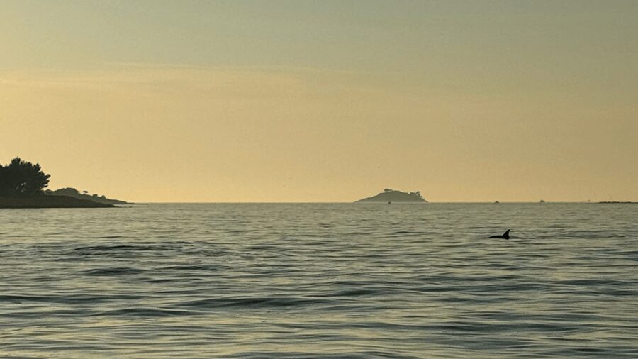 Rovinj: Family Friendly Dolphin Watching Tour - The cruise plan: what happens during those two hours