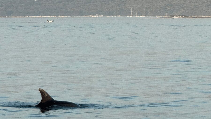 Rovinj: Family Friendly Dolphin Watching Tour - Dolphin spotting, binoculars, and the interactive Q&A