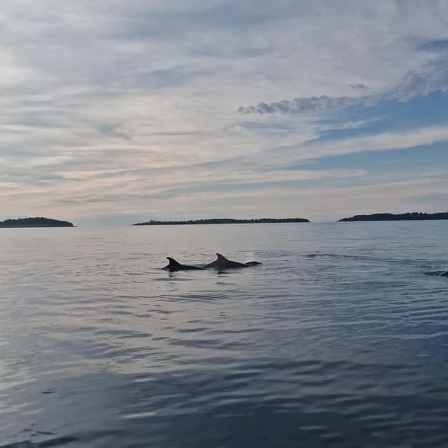 Rovinj: Shared Dolphin and Sunset Tour with Drinks - Key points to know before you go