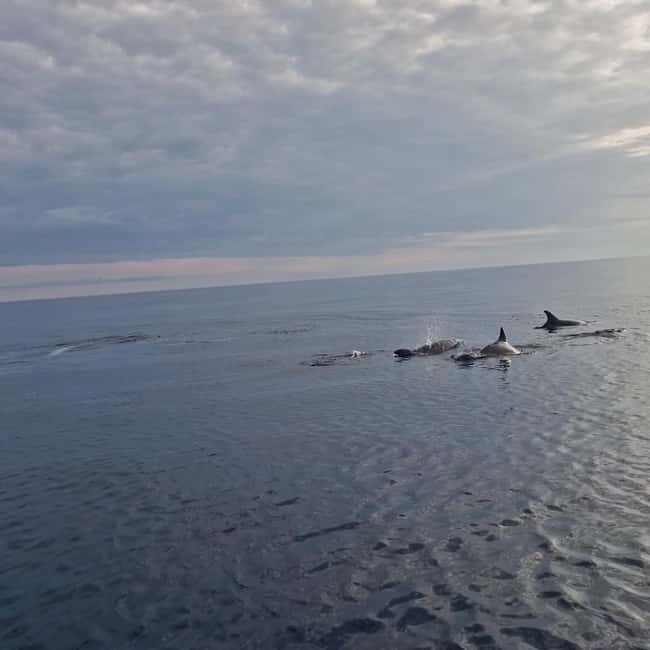 Rovinj: Shared Dolphin and Sunset Tour with Drinks - Who this tour is best for