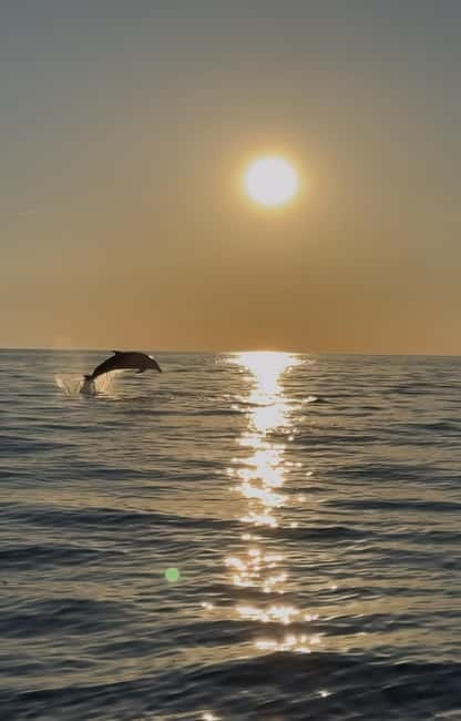 Rovinj: Shared Dolphin and Sunset Tour with Drinks - The first 10 minutes on the speedboat: short ride, big energy