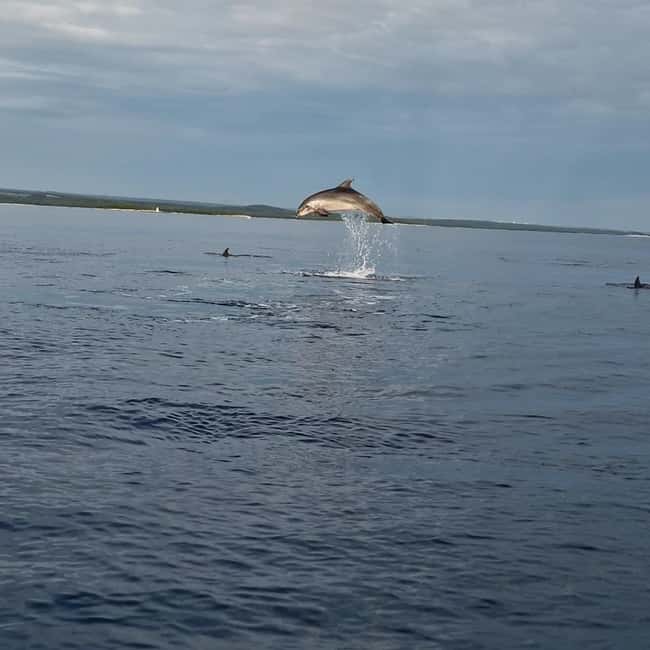 Rovinj: Shared Dolphin and Sunset Tour with Drinks - Stop for dolphin watching: how the skipper finds close encounters