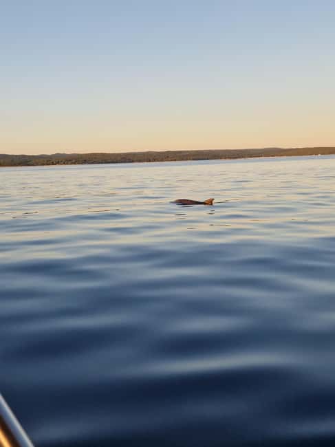 Rovinj: Shared Dolphin and Sunset Tour with Drinks - The 45-minute sunset cruise spot: when dolphins meet the golden hour