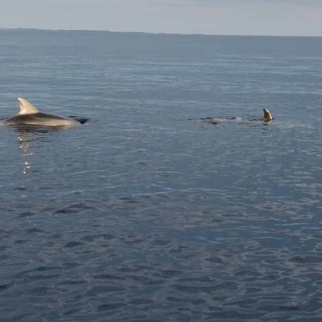 Rovinj: Shared Dolphin and Sunset Tour with Drinks - What to wear: your jacket is not optional