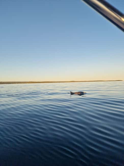 Rovinj: Shared Dolphin and Sunset Tour with Drinks - Price, value, and what you get for $50 in Rovinj