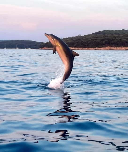Rovinj: Shared Dolphin and Sunset Tour with Drinks - Getting to Delfin Dock Station, Mali Mol, and picking your departure point