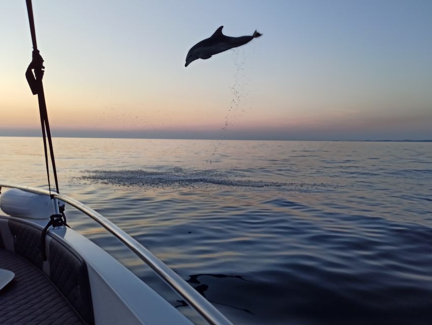 Rovinj: Sunrise Dolphins & Fishermen at Work Speedboat Tour - Price and value: why $93 can feel fair here
