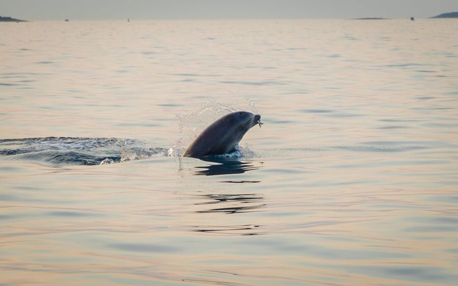 Rovinj: Sunrise Dolphins & Fishermen at Work Speedboat Tour - Fishermen at work in the morning, plus the sea life bonus