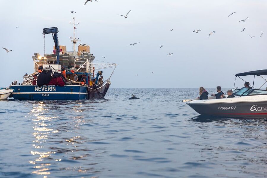 Rovinj: Sunrise Dolphins & Fishermen at Work Speedboat Tour - Speedboat comfort and drinks: small-group perks you will actually notice