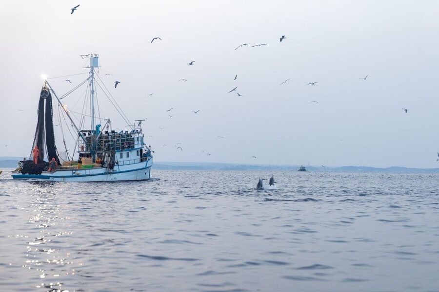 Rovinj: Sunrise Dolphins & Fishermen at Work Speedboat Tour - What to wear and what to avoid on the water