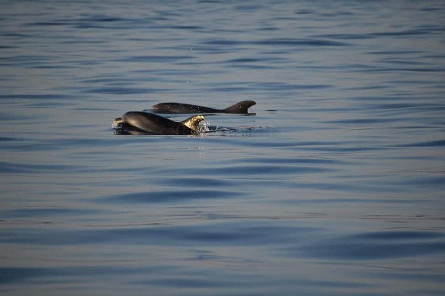 Rovinj: Sunset & dolphin group tours with Catamaran - What to listen for from local skipper Massimo