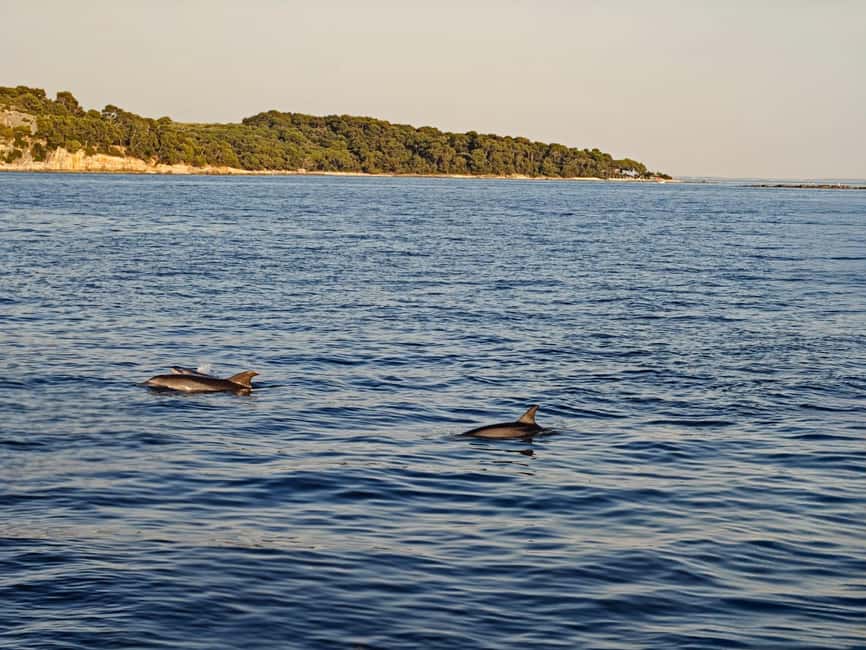 Rovinj: Sunset & dolphin group tours with Catamaran - Group size, comfort, and the practical stuff that matters