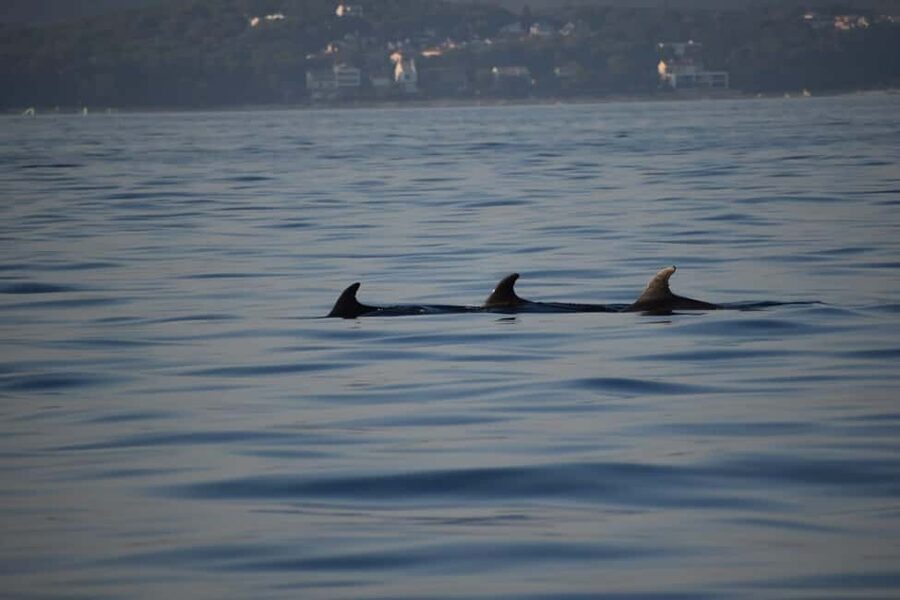 Rovinj: Sunset & dolphin group tours with Catamaran - Half-day vs full-day vs private: picking the right version