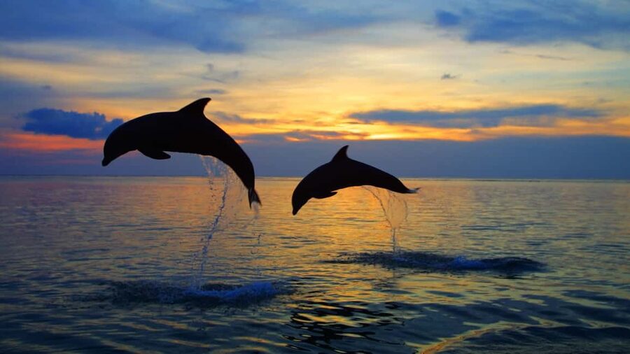 Rovinj: Sunset Speedboat Tour with Dolphin Watching - Key things that make this Rovinj speedboat stand out