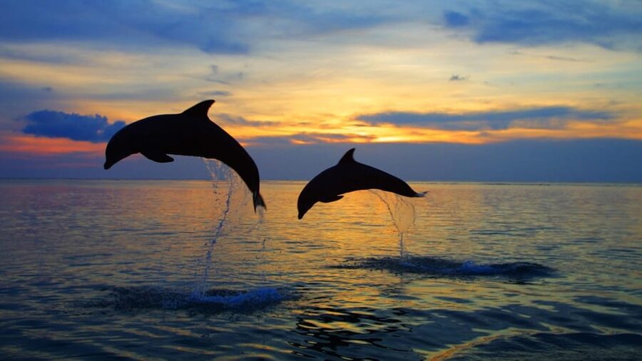 Rovinj: Sunset Speedboat Tour with Dolphin Watching - What you get for $35, and why it feels like good value