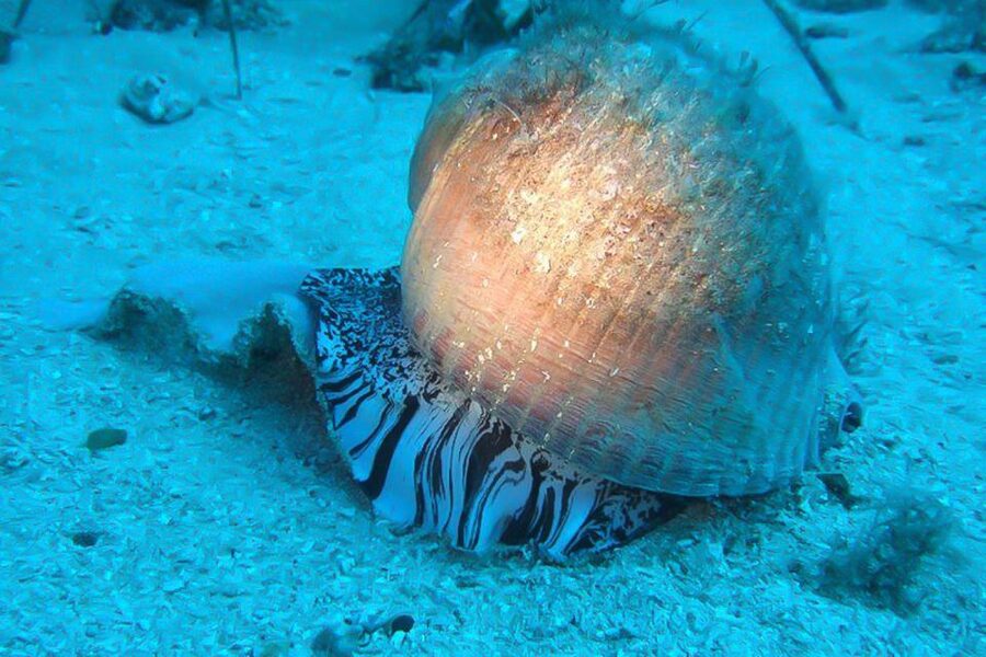 Scuba Diving in Dubrovnik: 1 Dive for Certified Divers - Key highlights before you go