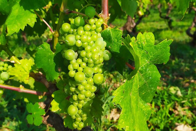 Slurp of Grk Korcula Wine Tour | Wine Tasting in Lumbarda - Two winery tastings with the island’s main grapes