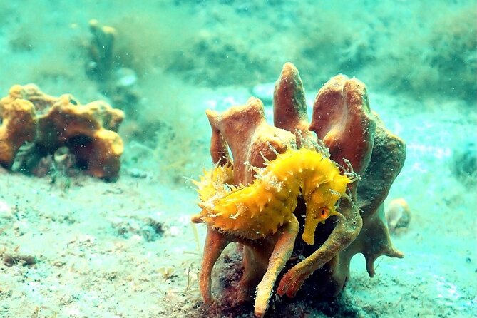 Small-Group Introductory Scuba Diving in Pula - The 3-hour rhythm, from meeting point to getting wet